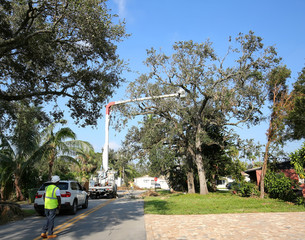 tree service